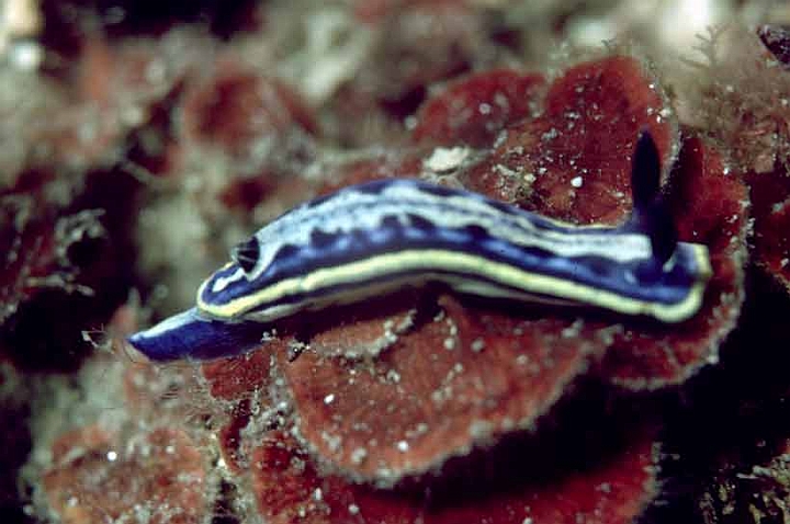 33 Hypselodoris messinensis.jpg